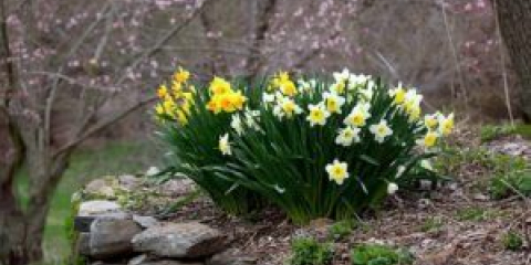 Když jsou narcisy vloženy do otevřené půdy na podzim: načasování a pravidla